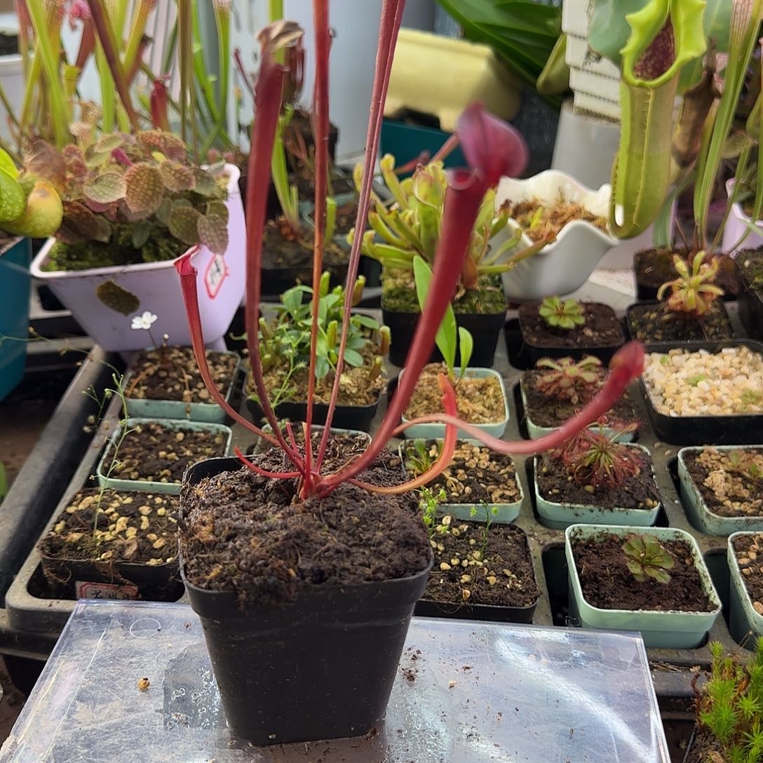 完全开放红管黄瓶子草