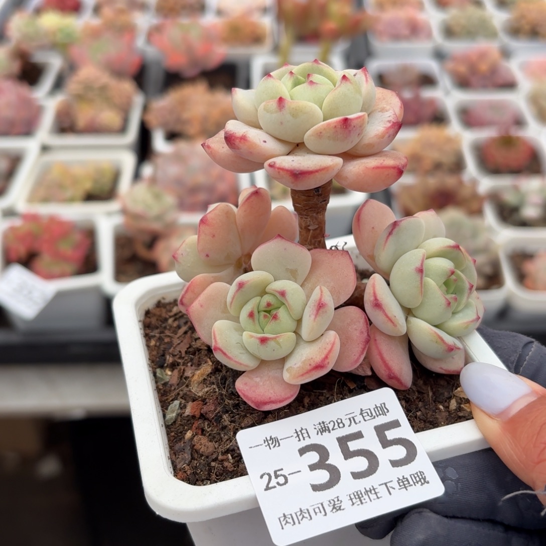 白底香草无盆土发货无