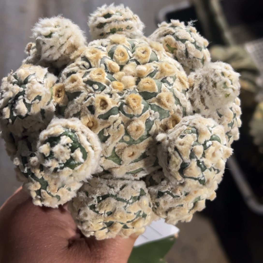 长毛v兜群仙人球685