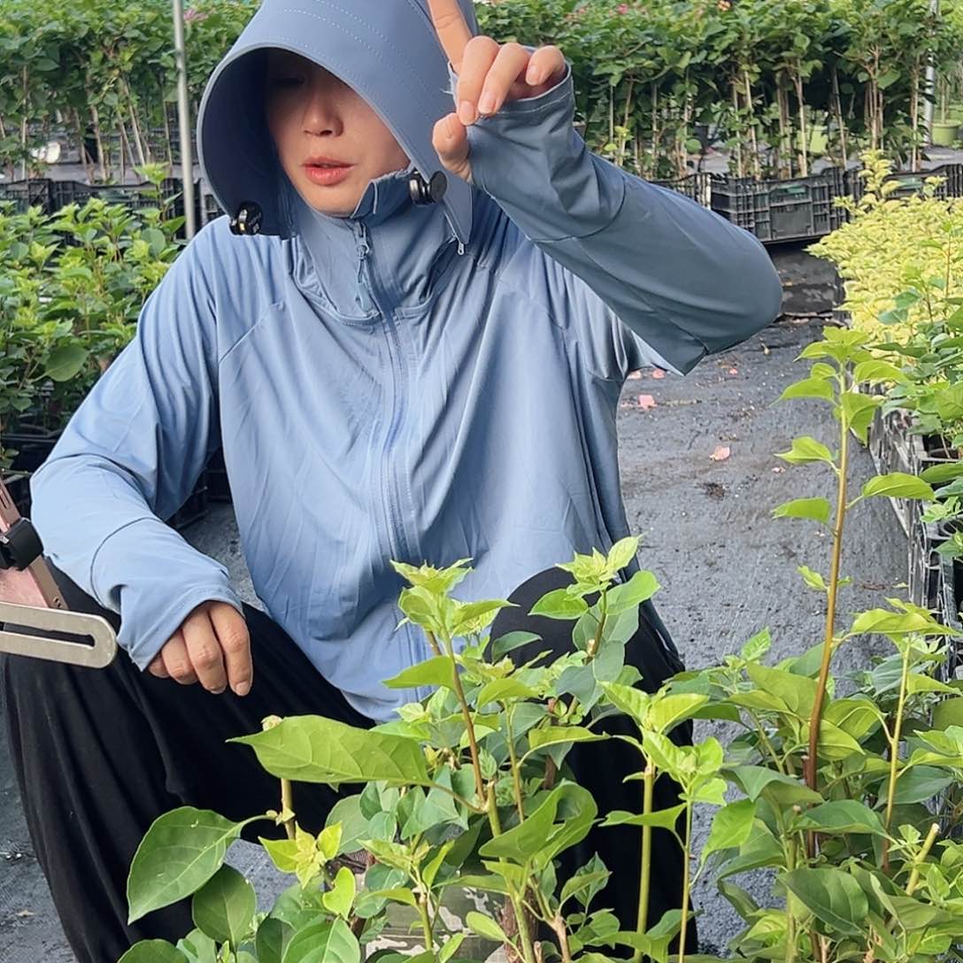 大部分开放少量花苞咖啡盆小小桩一颗