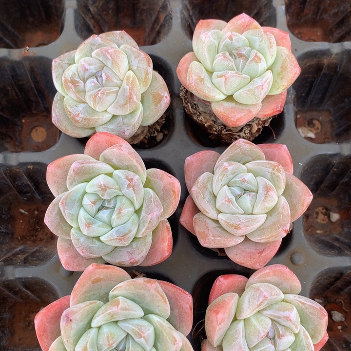 精控冰玉单头组合