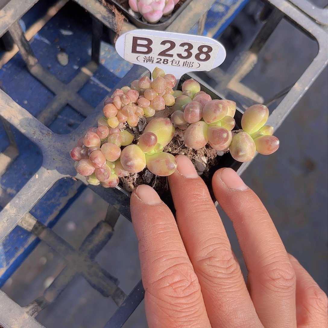 D238千代田一物一拍