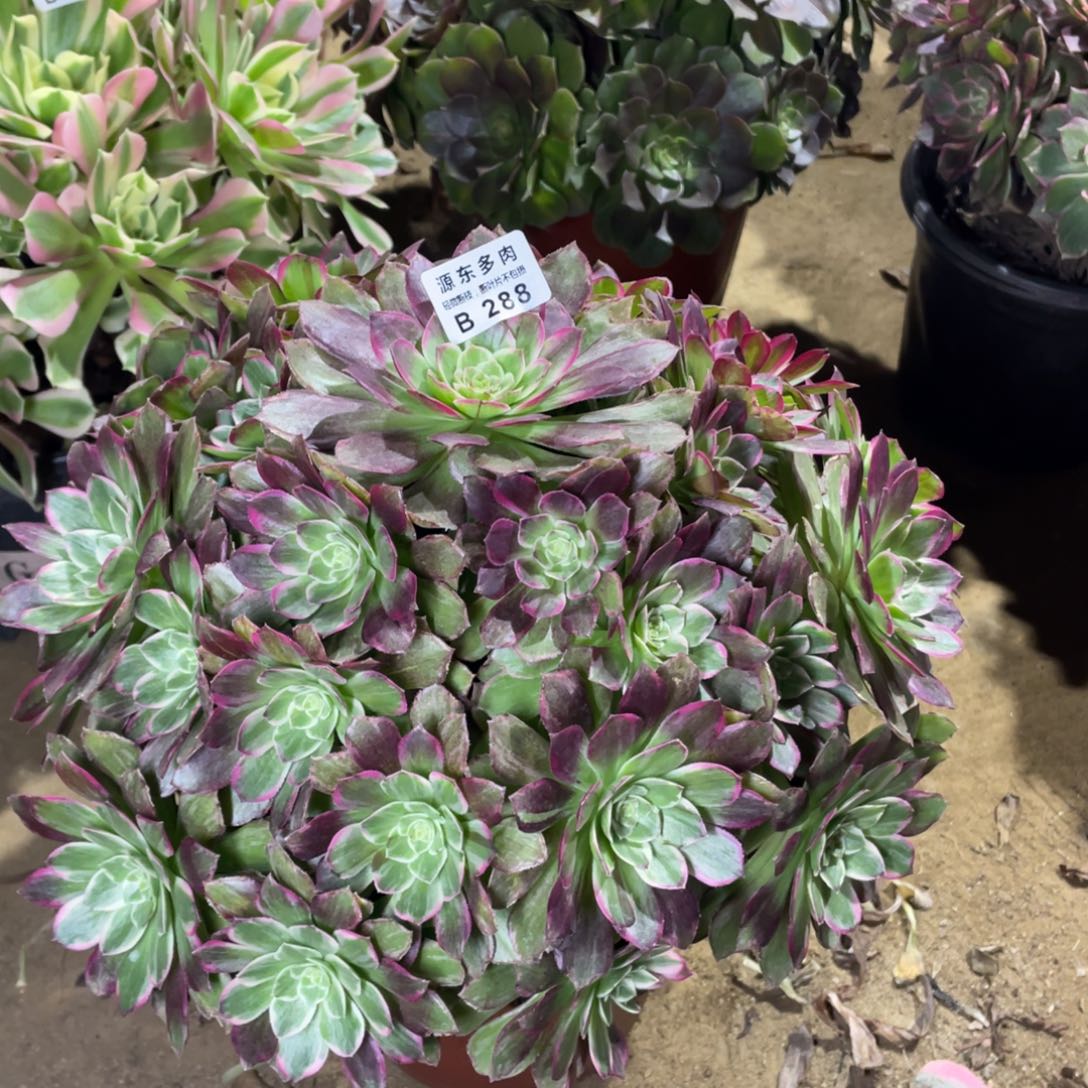 288莲花多肉法师断枝不包