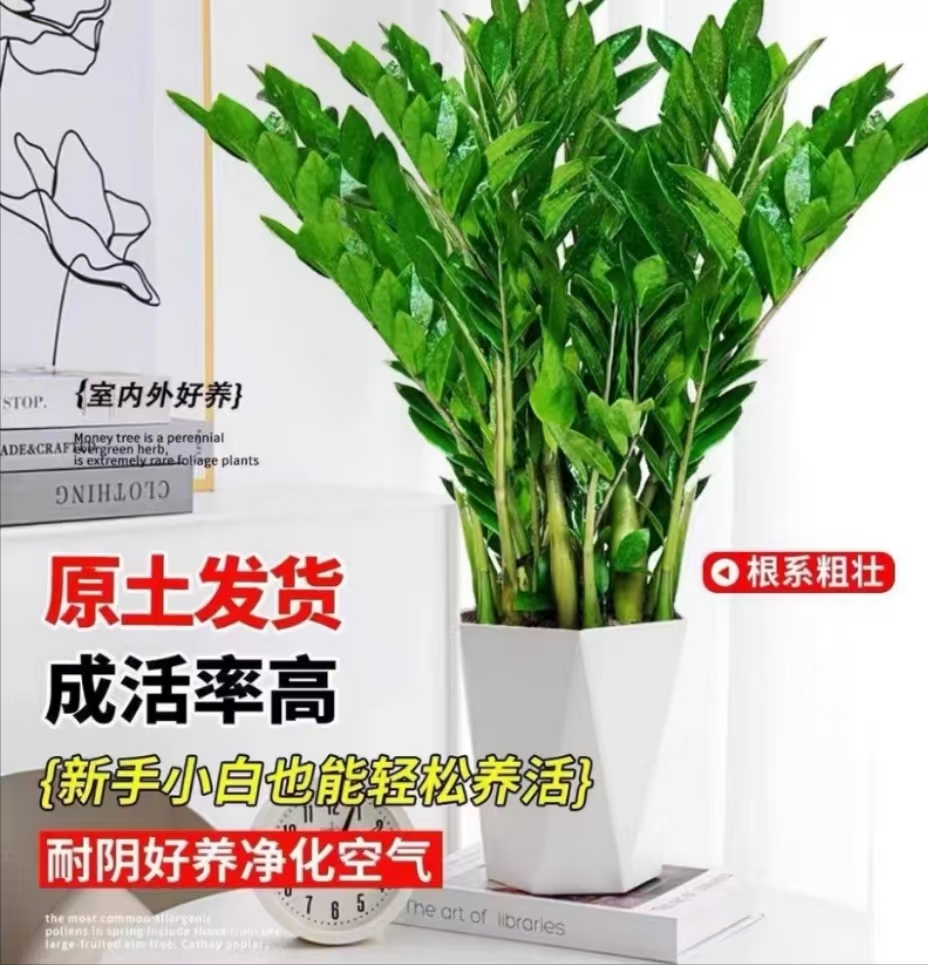 金钱树70-80cm盆栽观叶好养办公室绿植花卉钱串子招财进宝树