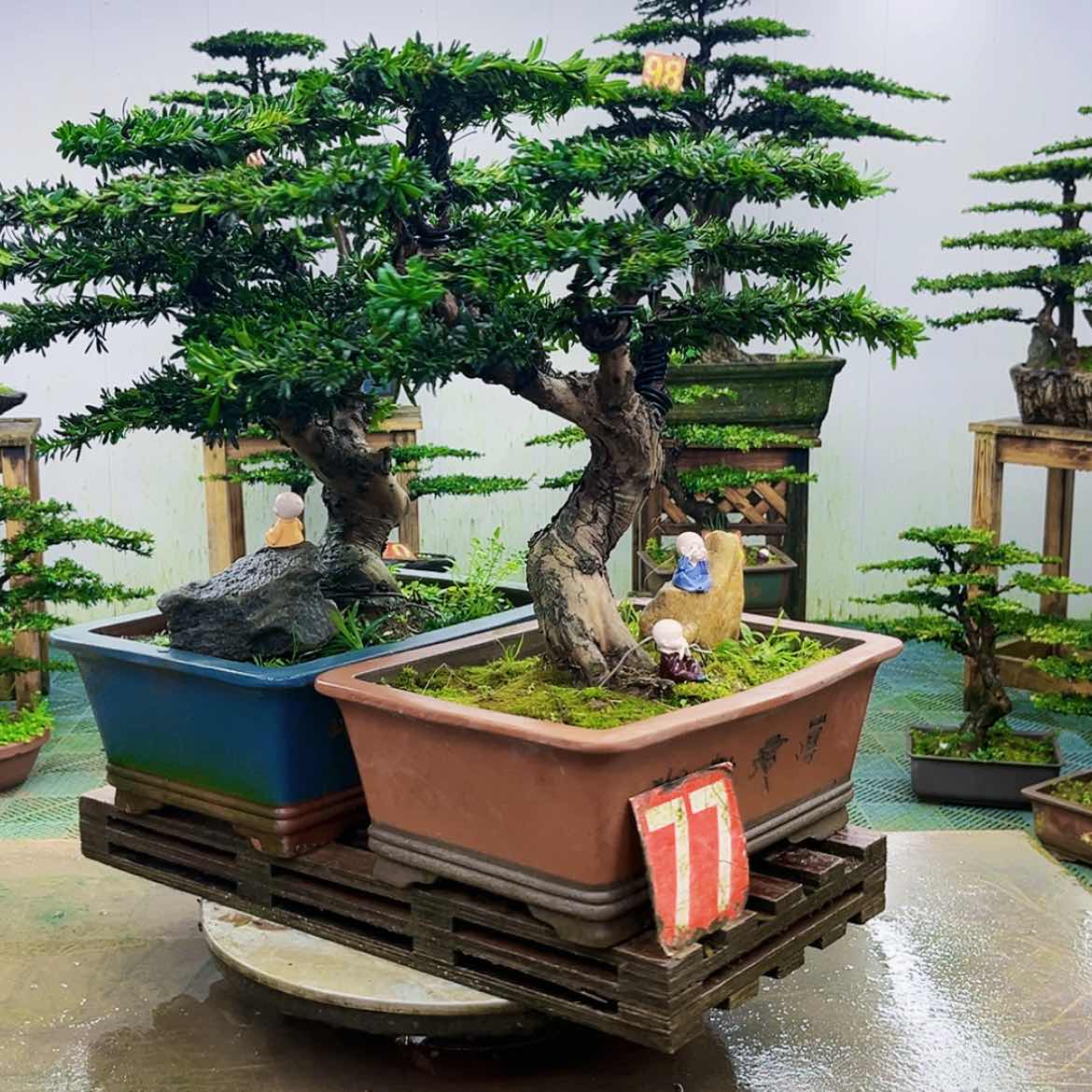 【闪购商品】无花朵善**火