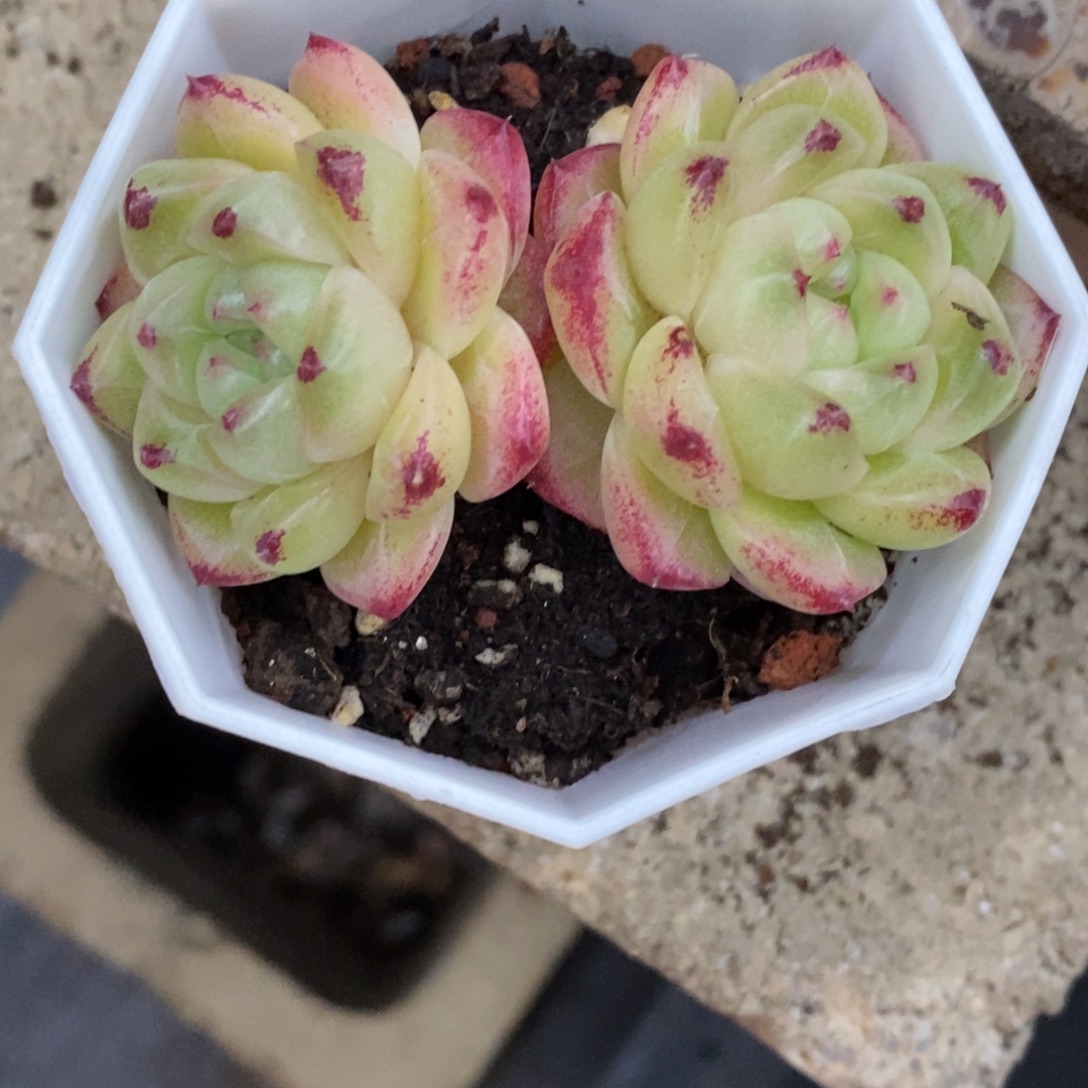 精品多肉一物一拍不包整170