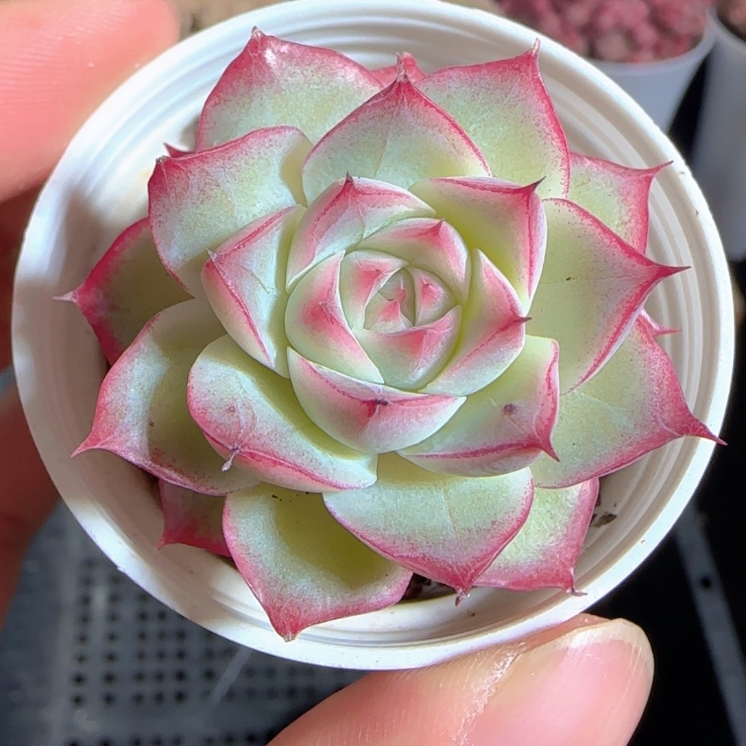 多肉1223-158女王玫瑰