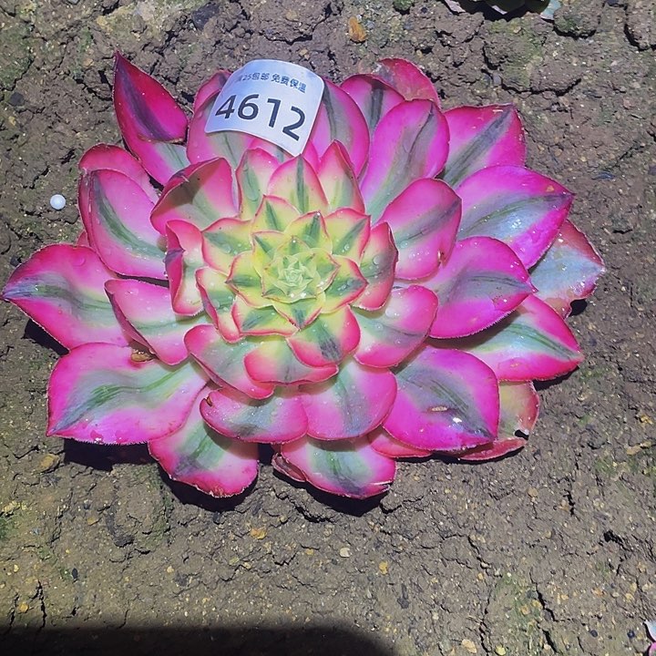 4612爱丽丝多肉植物