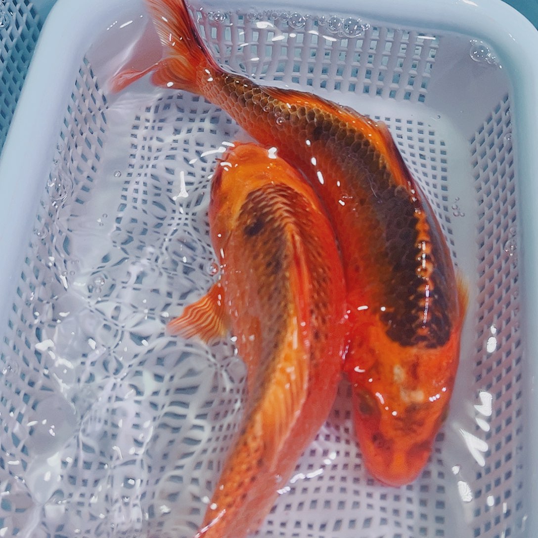 锦鲤锦鲤冷水鱼观赏