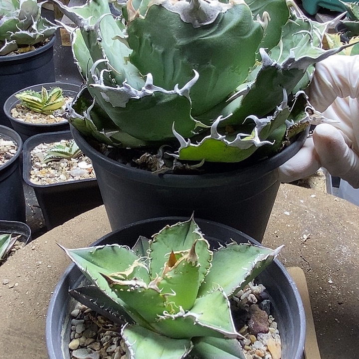 袁***袁两棵龙。                  