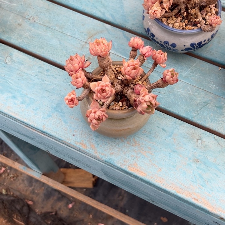 冰**?本吧多肉植物带盆不包物流