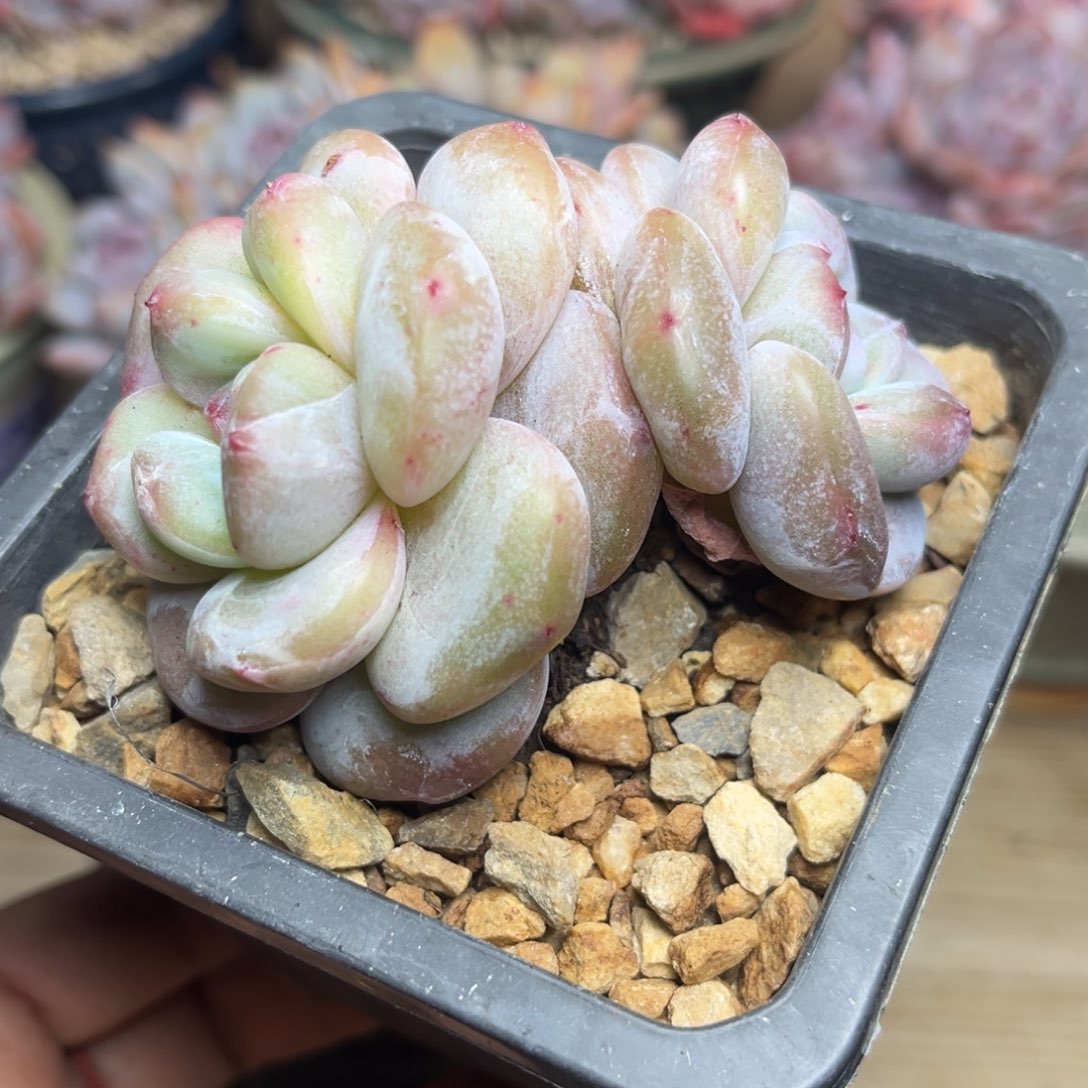 ᴺ***乐绿底紫心2头多肉多肉肉