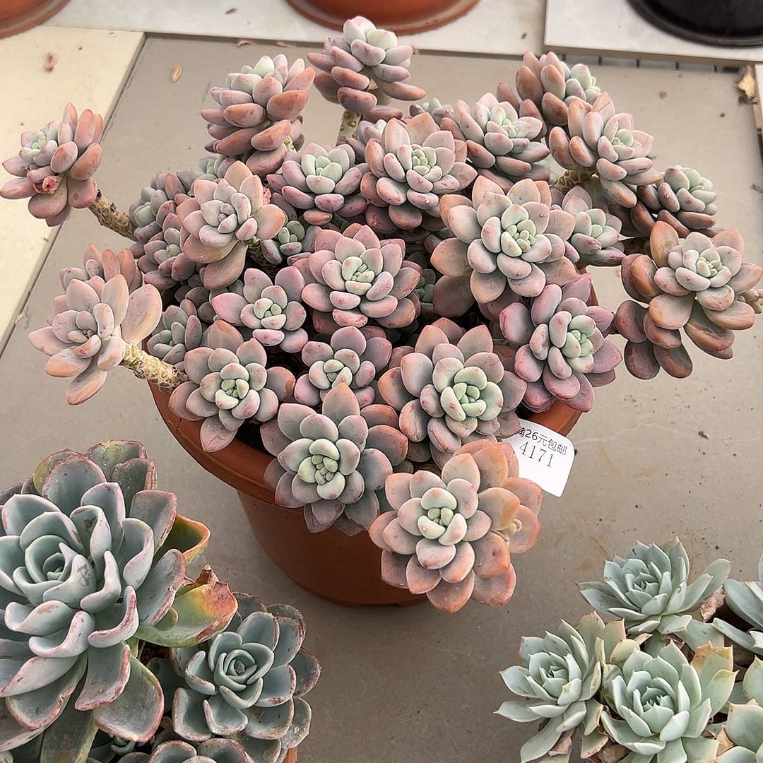 从***念4171洛神多肉植物多肉