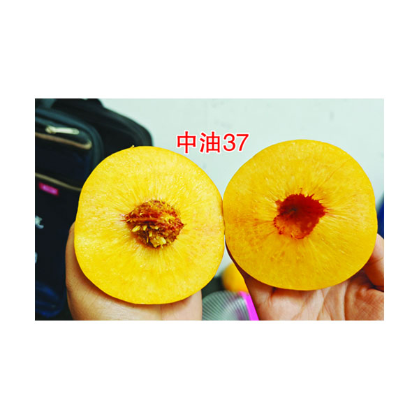 中油37种苗，SH酥脆黄油桃，落叶起苗12月发苗