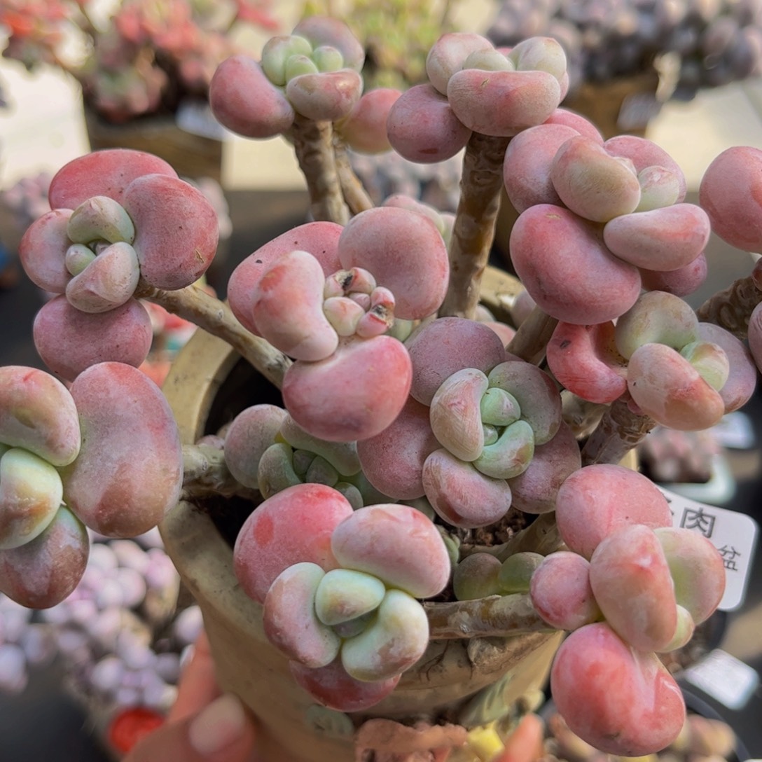 706/12cm腰子洛神多肉植物