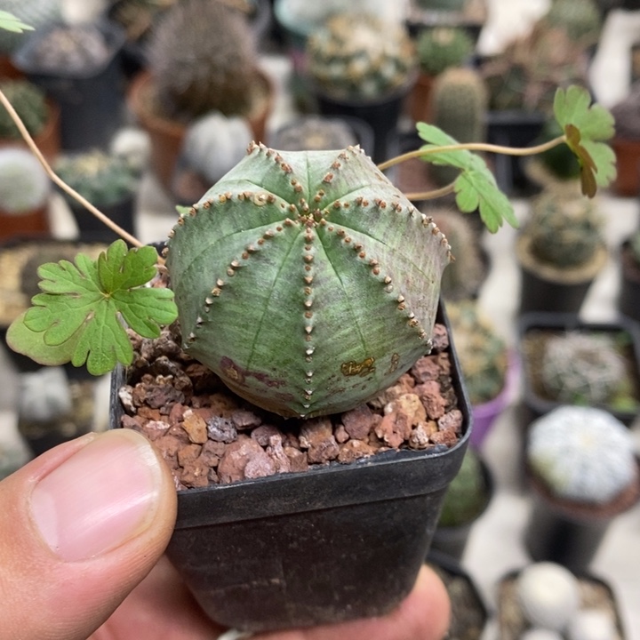 子吹布纹球特价福利