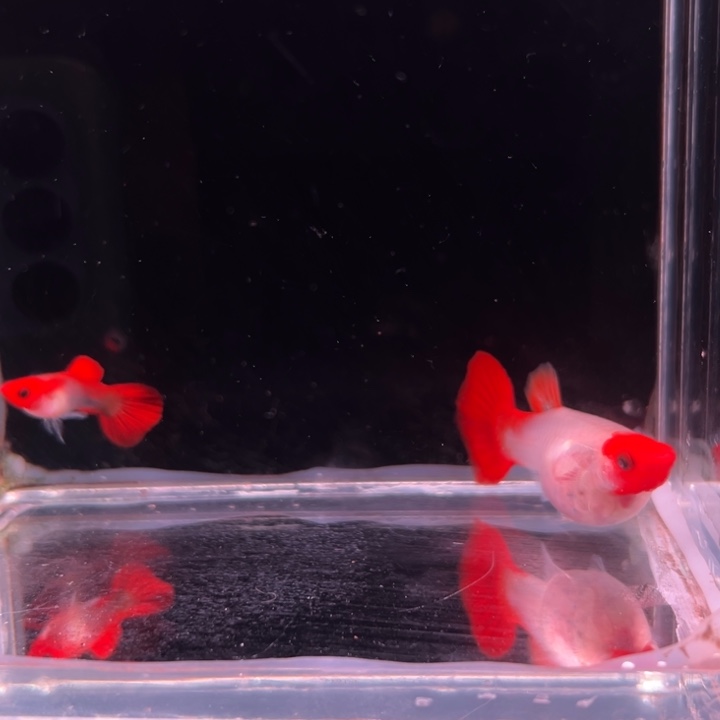 孔雀鱼黄化深海蓝玻璃猫1对