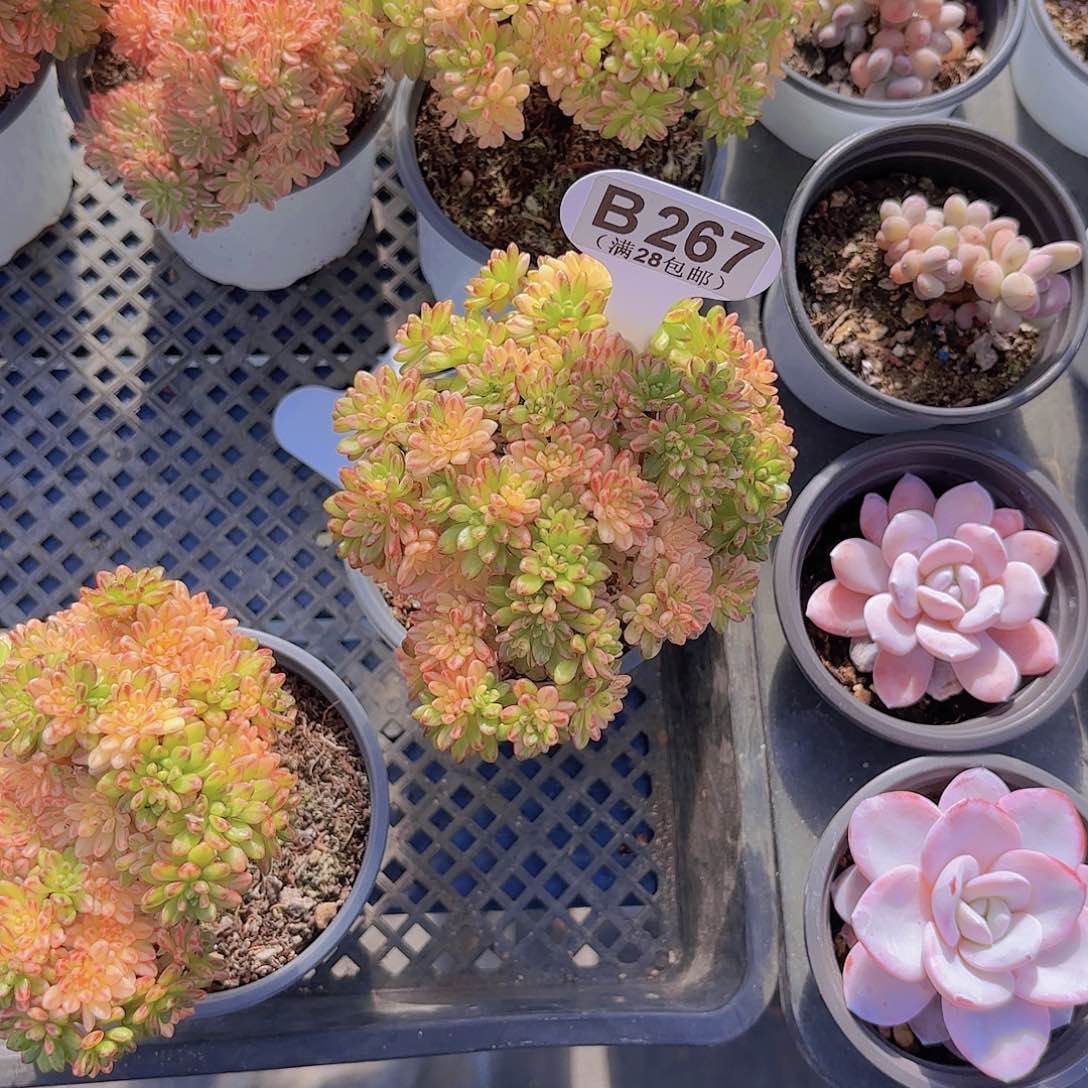 B267小人祭锦一物一拍