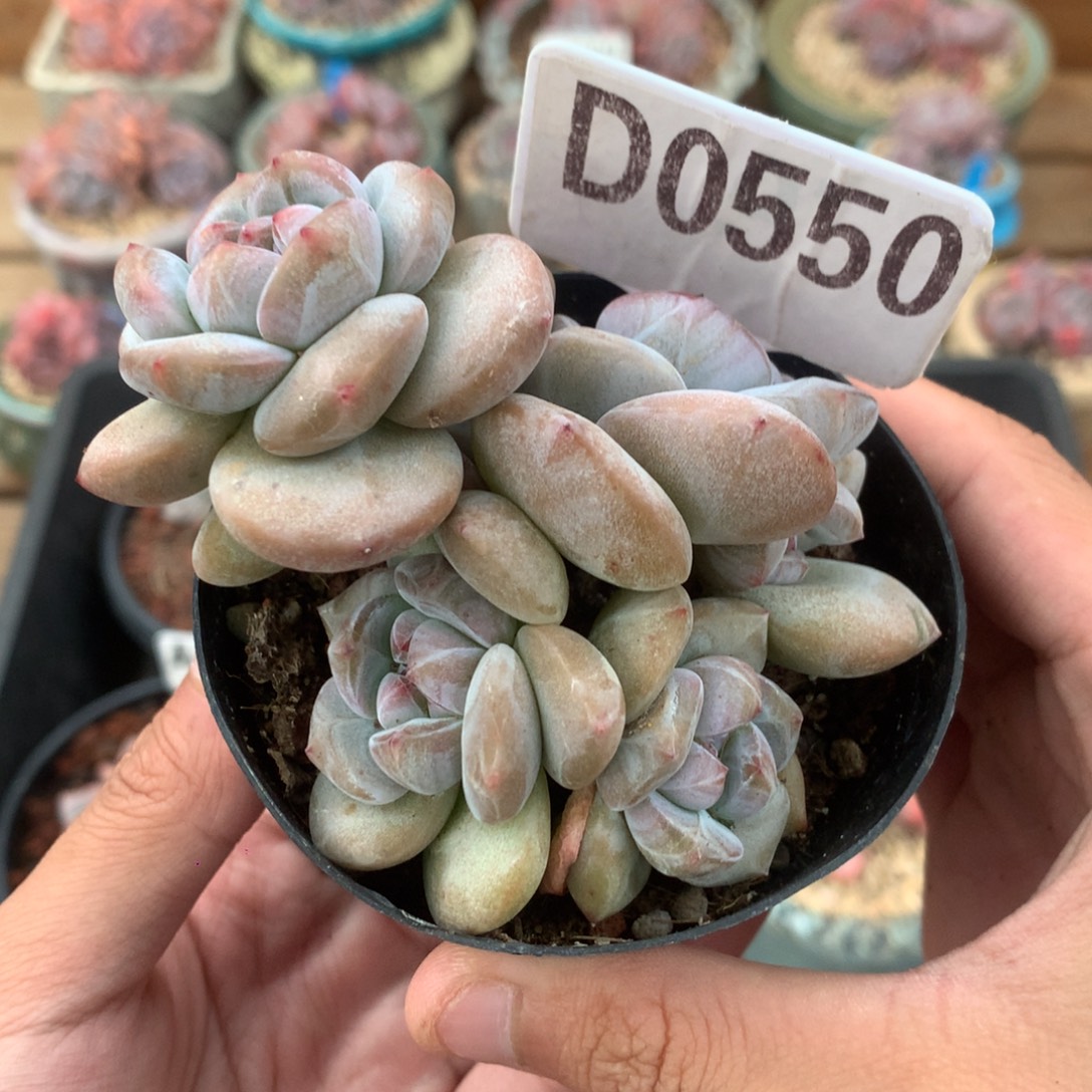 D0550 突尼斯 有砍 8.5cm