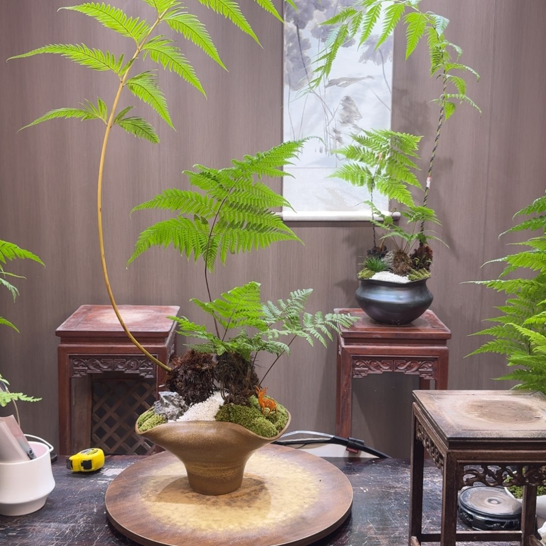 可***明无花朵蕨类植物一物一拍