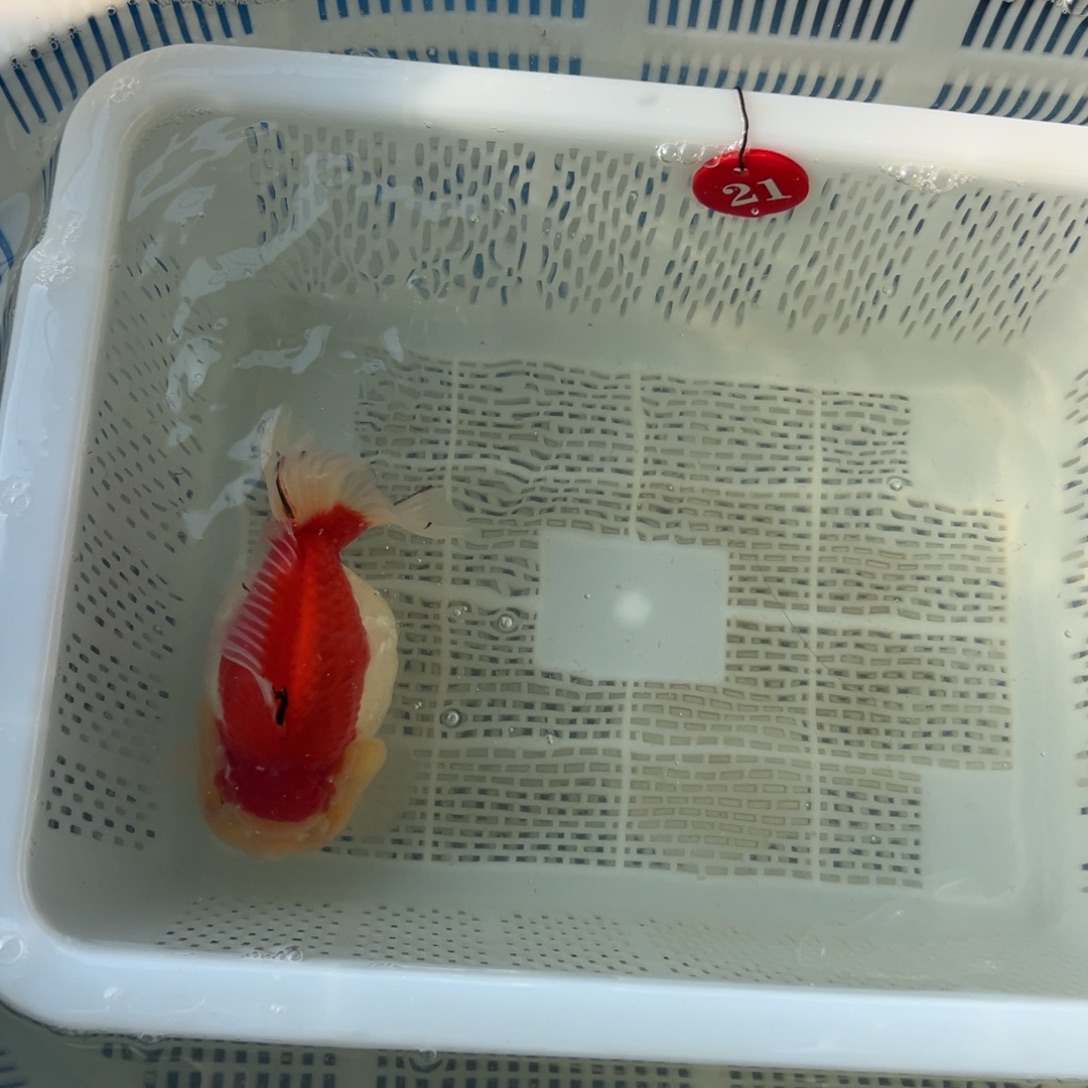 p***.海水鱼你好意思的不给人家面子