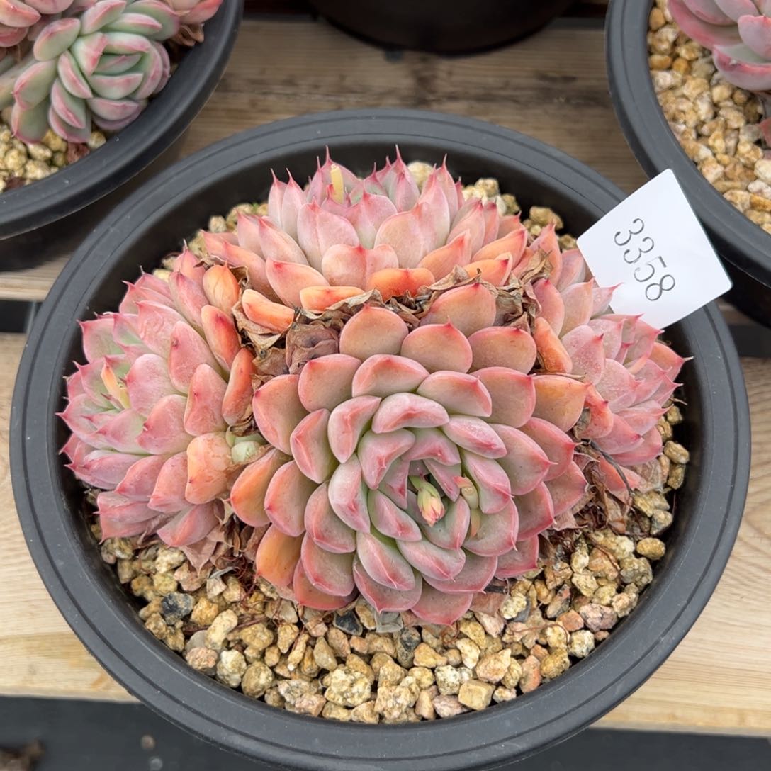 菲**贝3358多肉多多多多