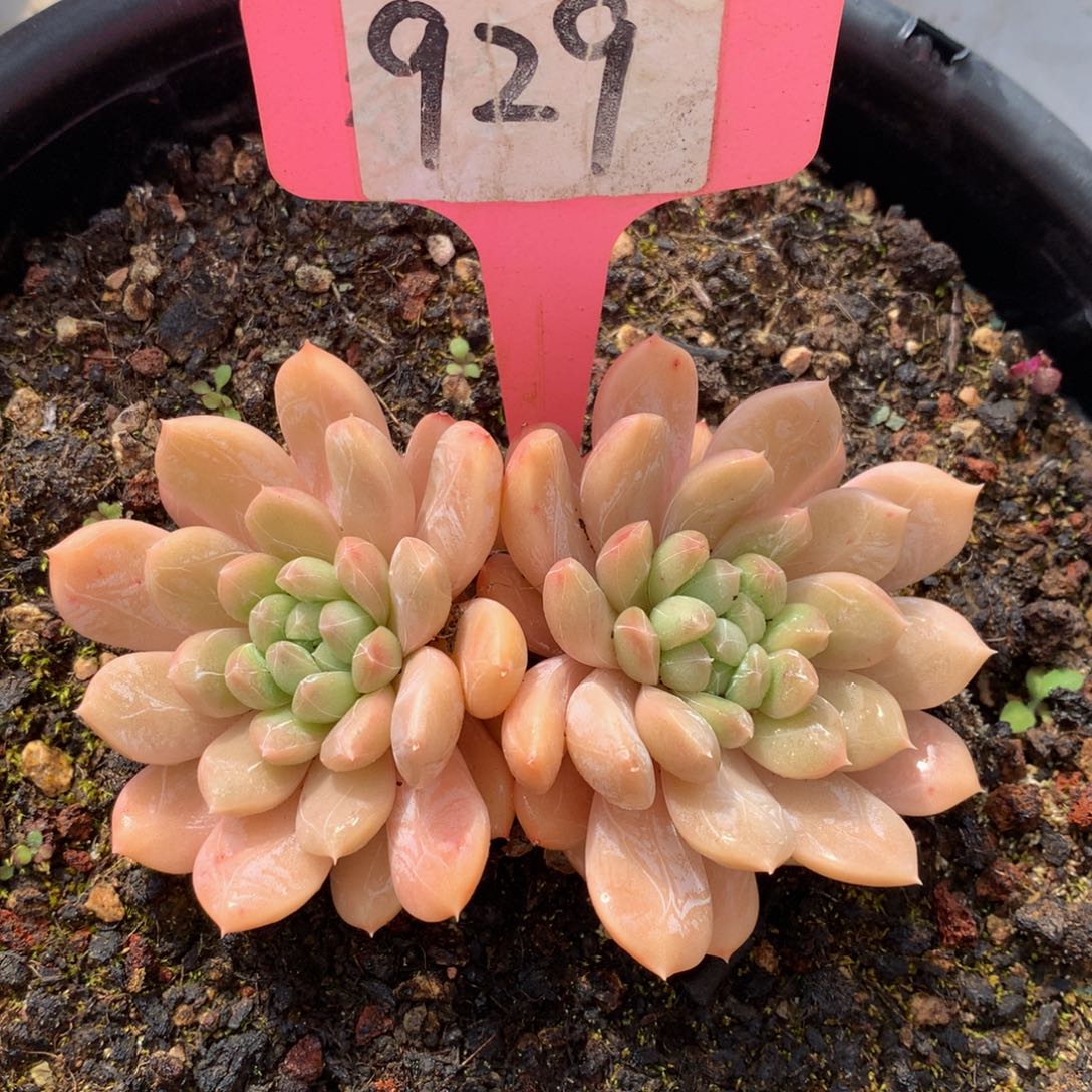 百达翡翠727272727373737