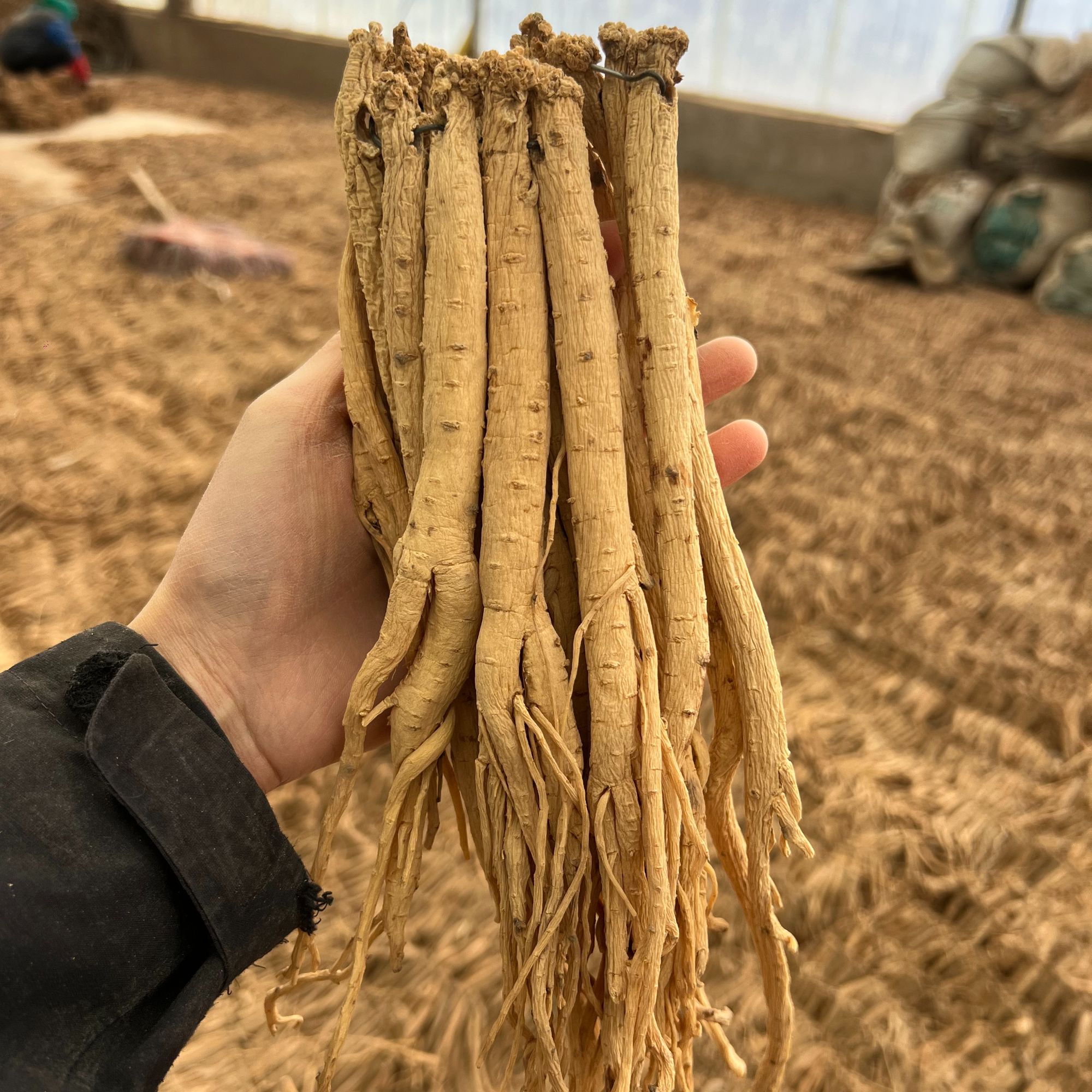 甘肃渭源原产地直发（6成干）新鲜党参泡水煲汤无硫包邮