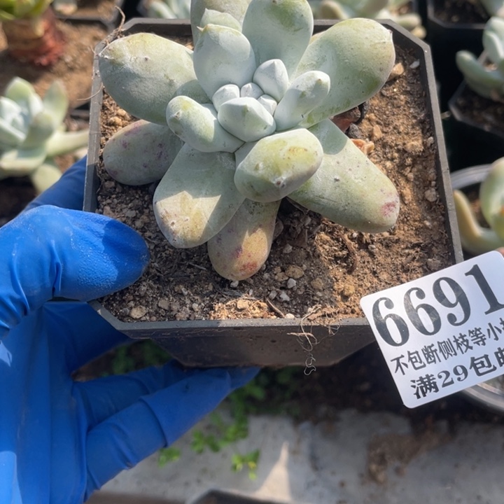 691号拇指多肉植物