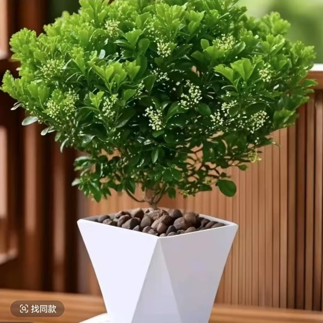 香水米兰开花飘香好养懒人绿植盆栽适合室内外阳台飘窗