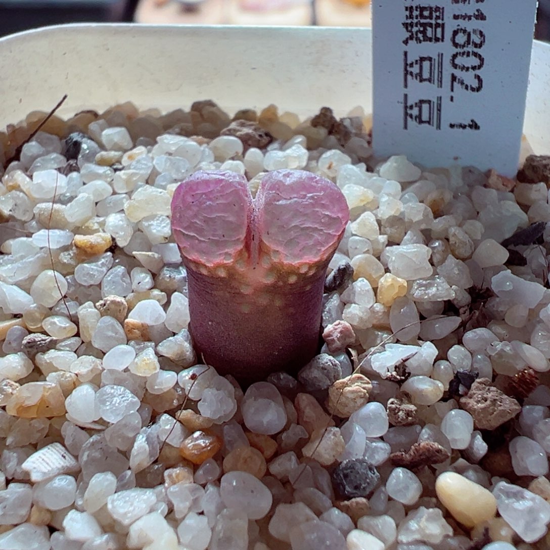 1124-336多肉多肉黑眼豆豆