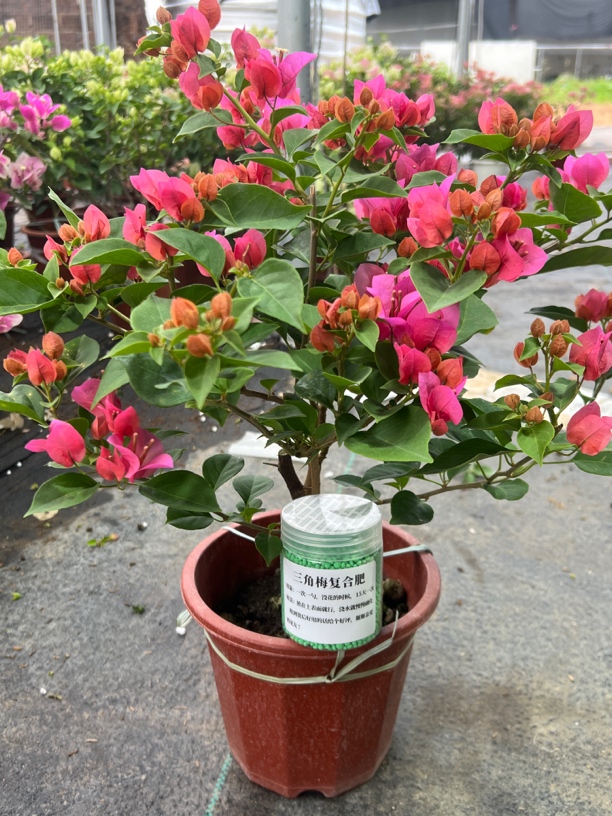 三角梅（专用复合肥）  不烧根催爆花通用型肥氮磷钾水溶肥长效温和