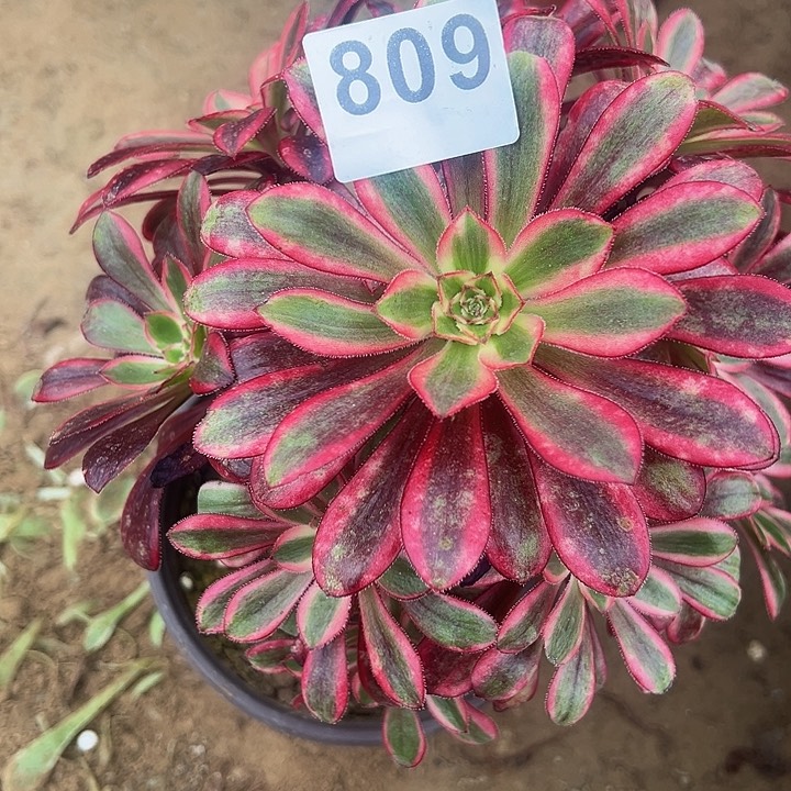 809香奈儿手捧多肉