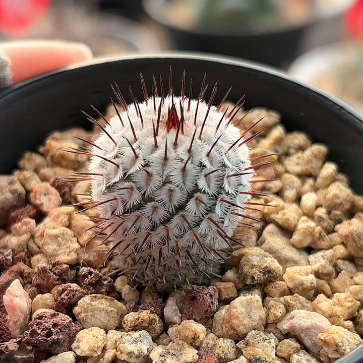 仙人球实生直刺佩雷