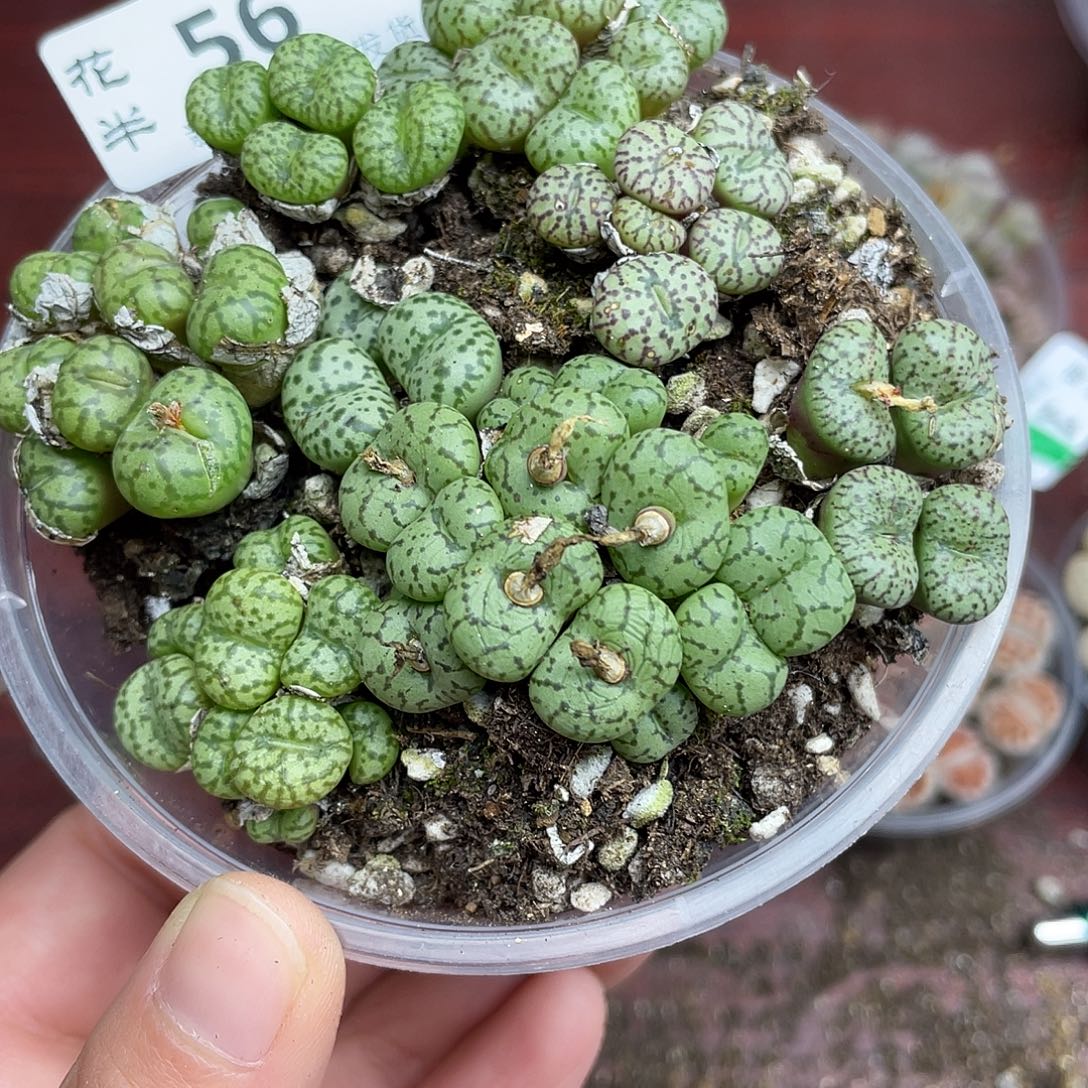 巴****5600000花花花花花花花