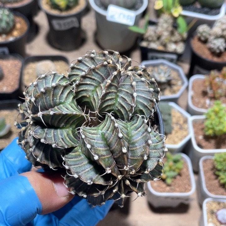 885实生肋骨三头