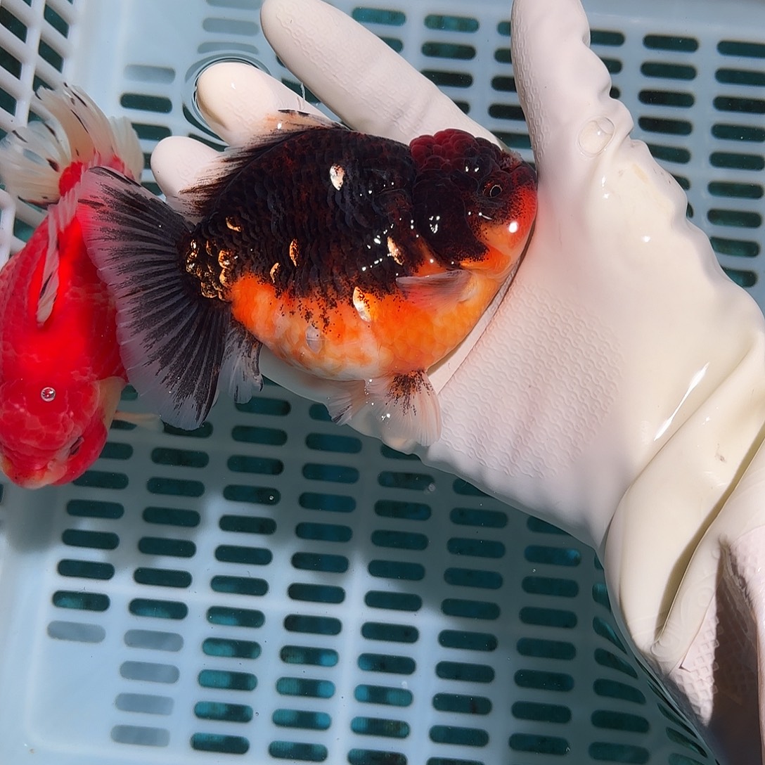 *****金鱼金鱼54855485588