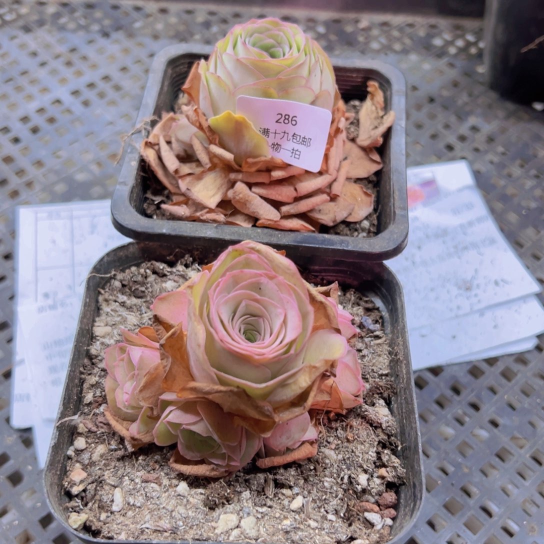 286 带盆土发货无售后