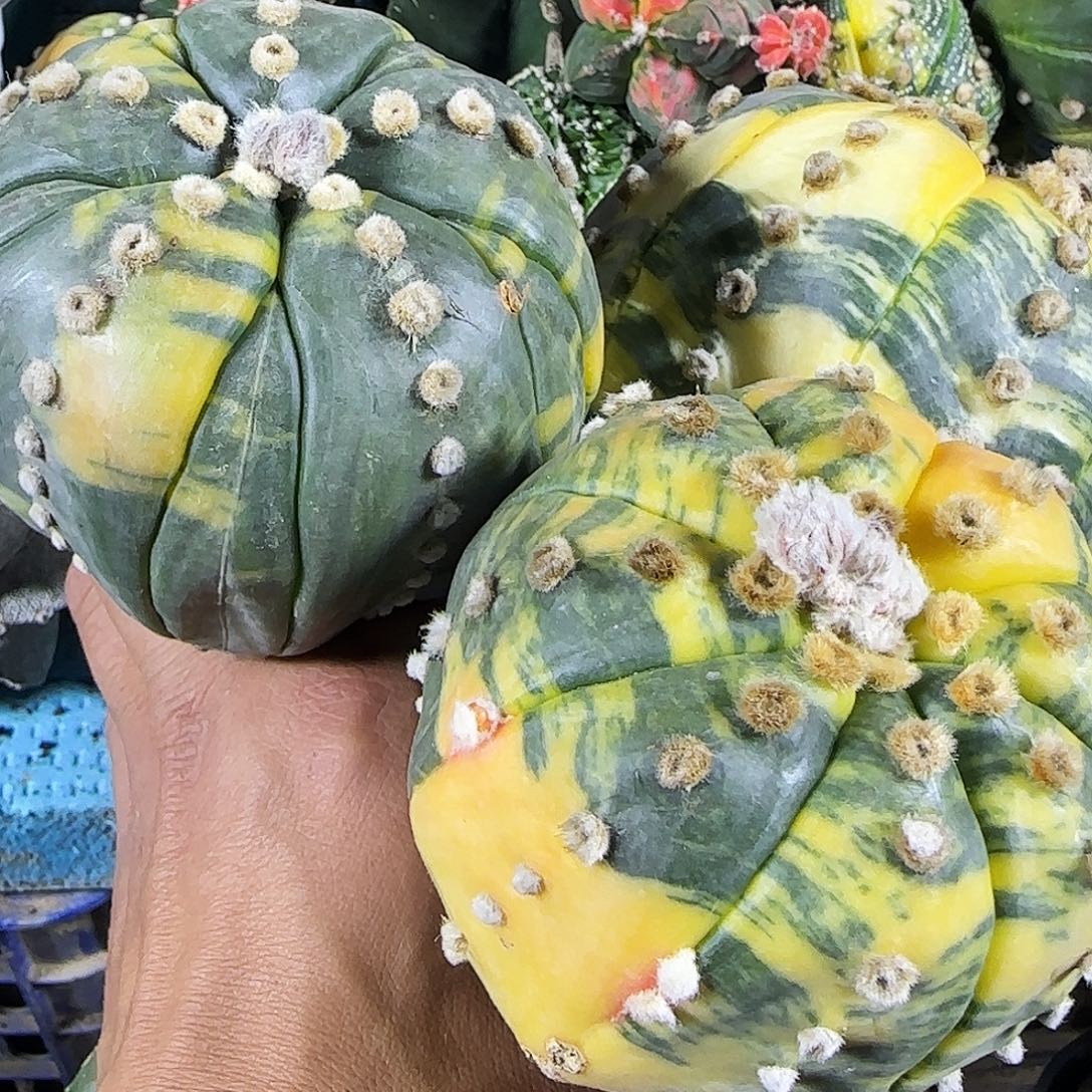 爱***秋三个兜锦8886 仙人球开花