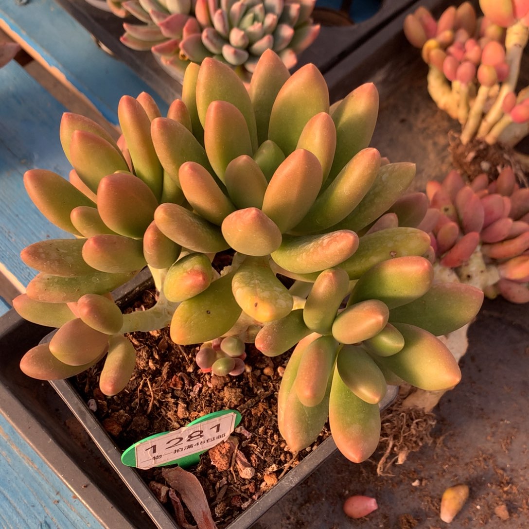 芒果奶酪一物一拍