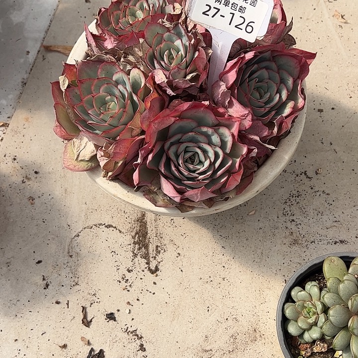 姜***️多肉植物组合盆栽27/126