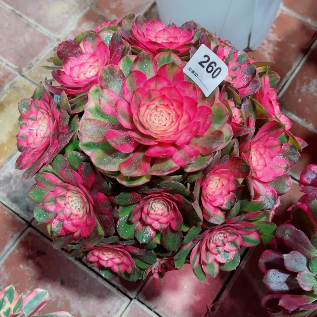 260荔枝法师多肉植物