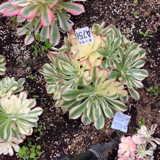 756海鲜法师不包断枝