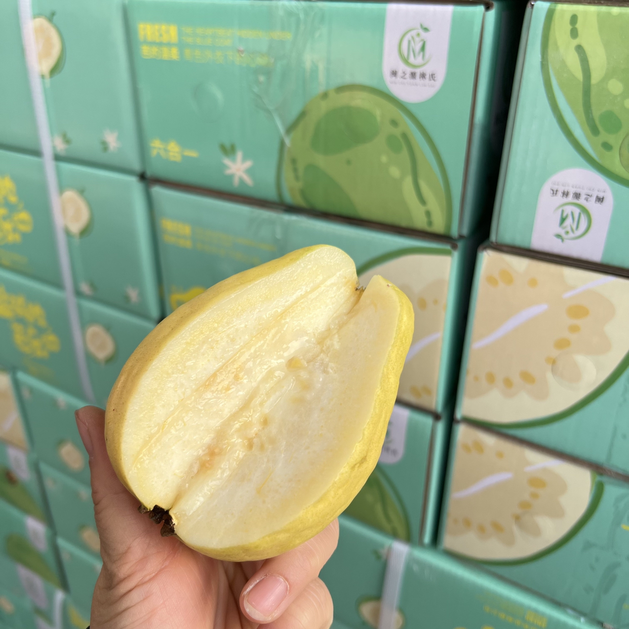 福建漳州盐碱地奶油白心芭乐净果2.5斤/5-6颗装原箱发货福建省