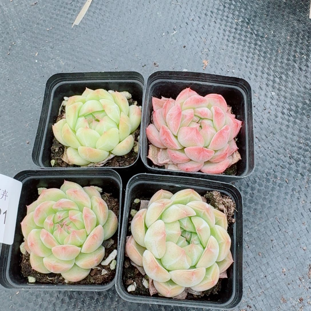 带纹路珍妮四颗量拍（运输过程可能擦掉纹路）26-21左六