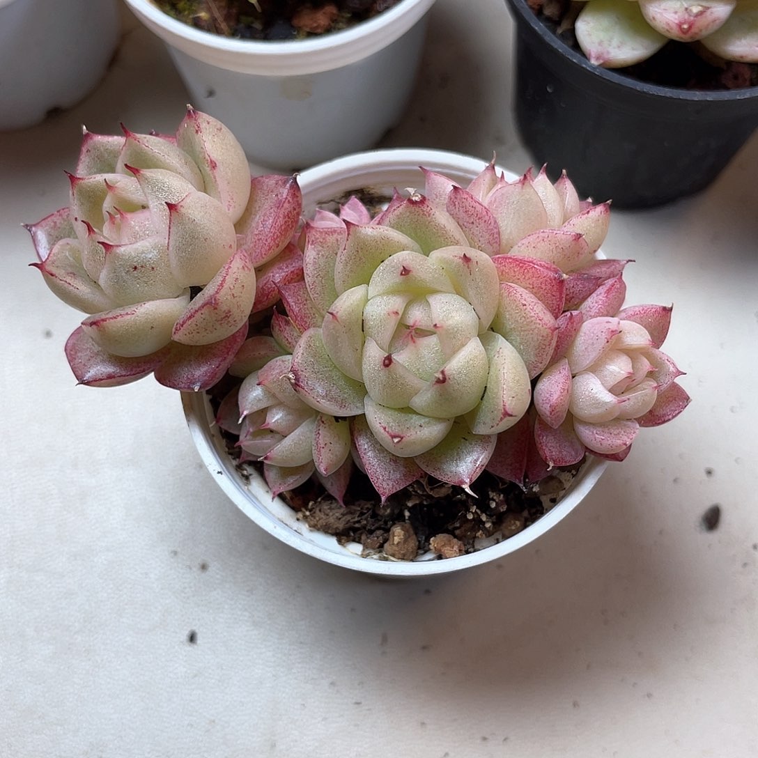 优选麦秆福利357