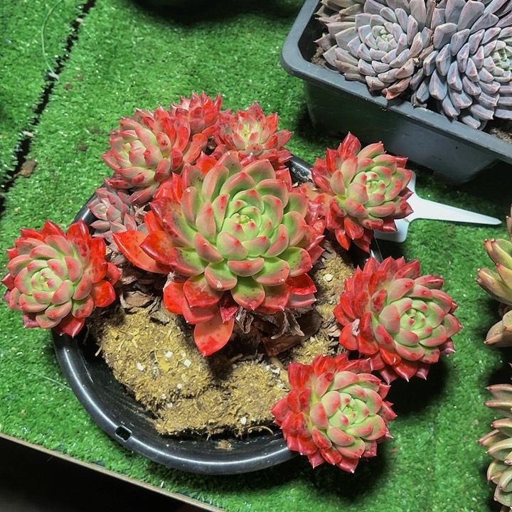 马****丽娟花卉冰心公主