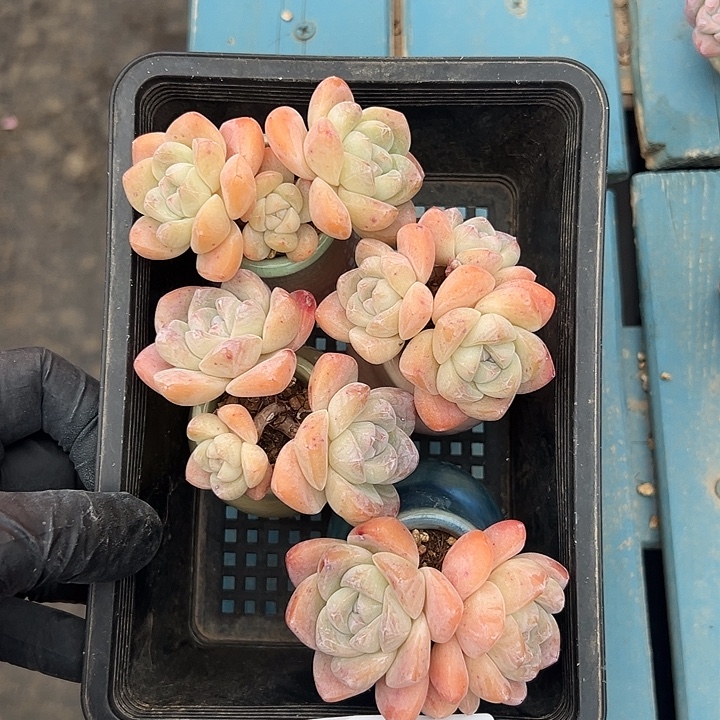 静***开3646，四个三头冰玉带盆发