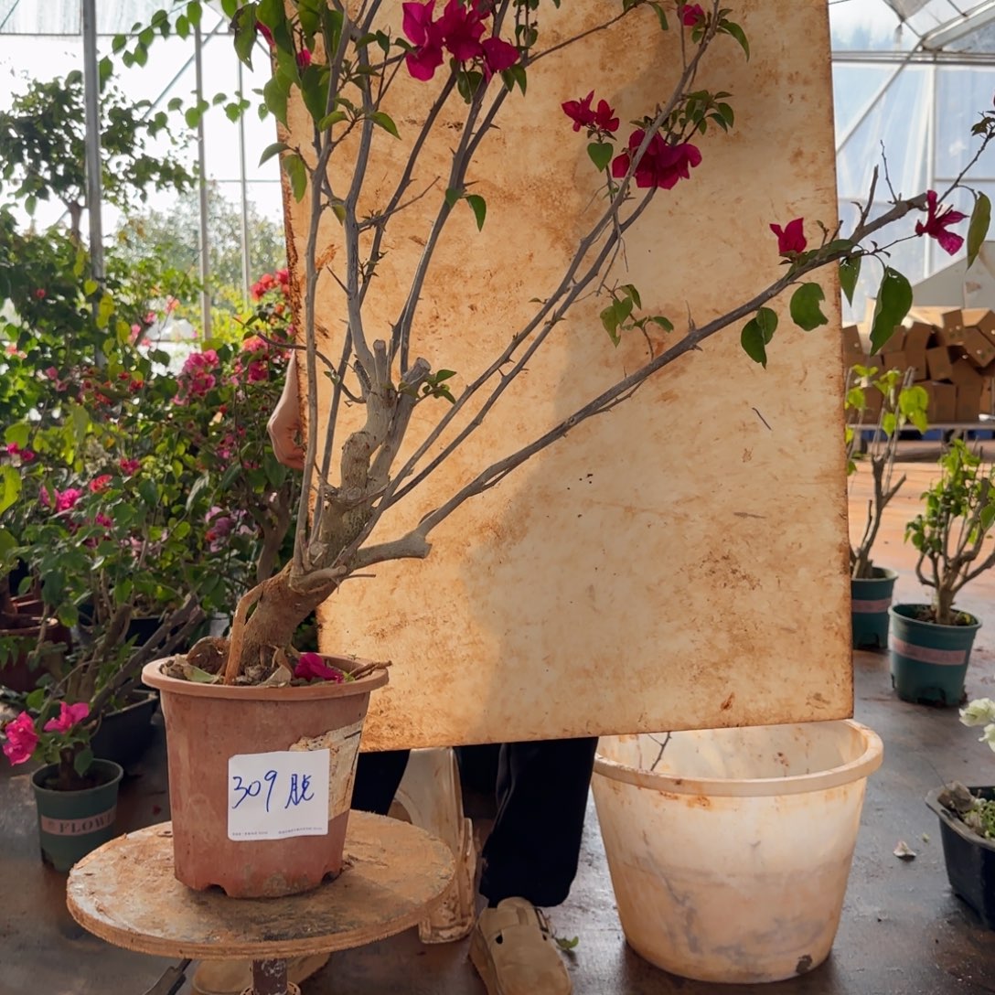 大部分花苞少量开放甜心 309脱