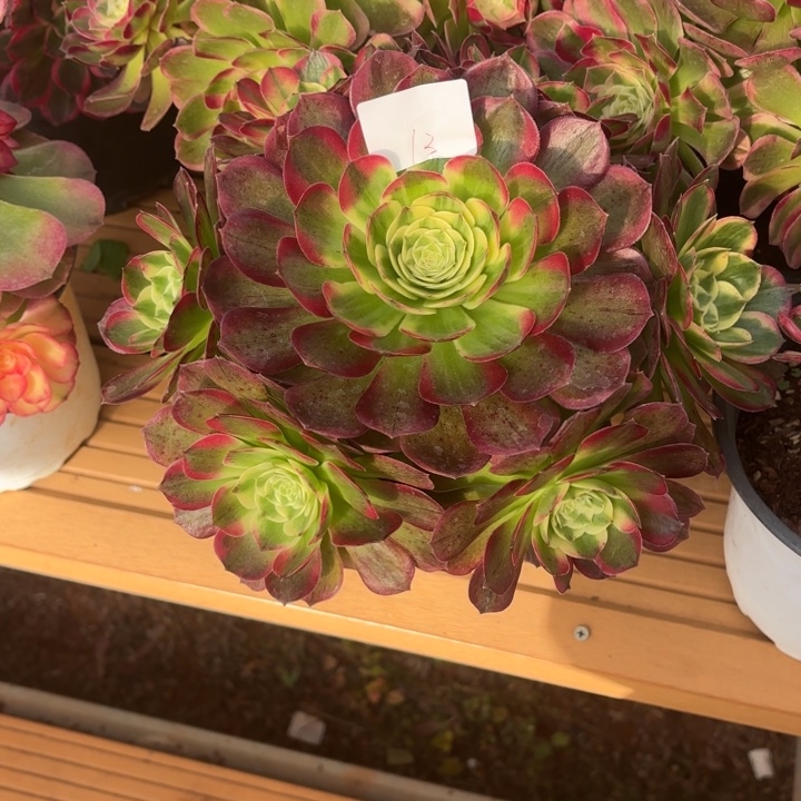 云南海王好看13号